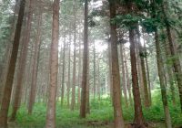 Notícies Resolució ARP/557/2018 Procuradors Forestals